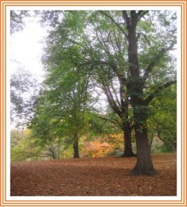 Fall 2016 pic