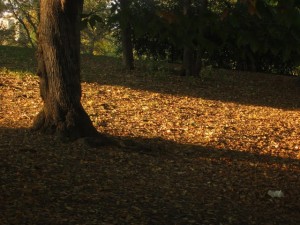 Fall2018pic